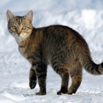 Felis_catus-cat_on_snow